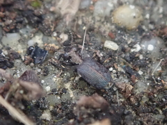 Scopodes