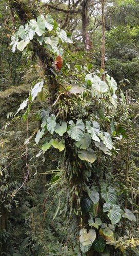 Philodendron schottianum, photograph 5
