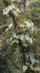 Philodendron schottianum, photograph Bin Aden, CC BY, iNaturalist via GBIF