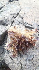 Chondrus