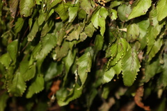 Hymenophyllum cruentum image