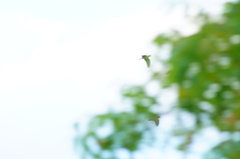 Amazona albifrons