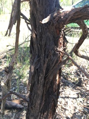 Acacia flavescens