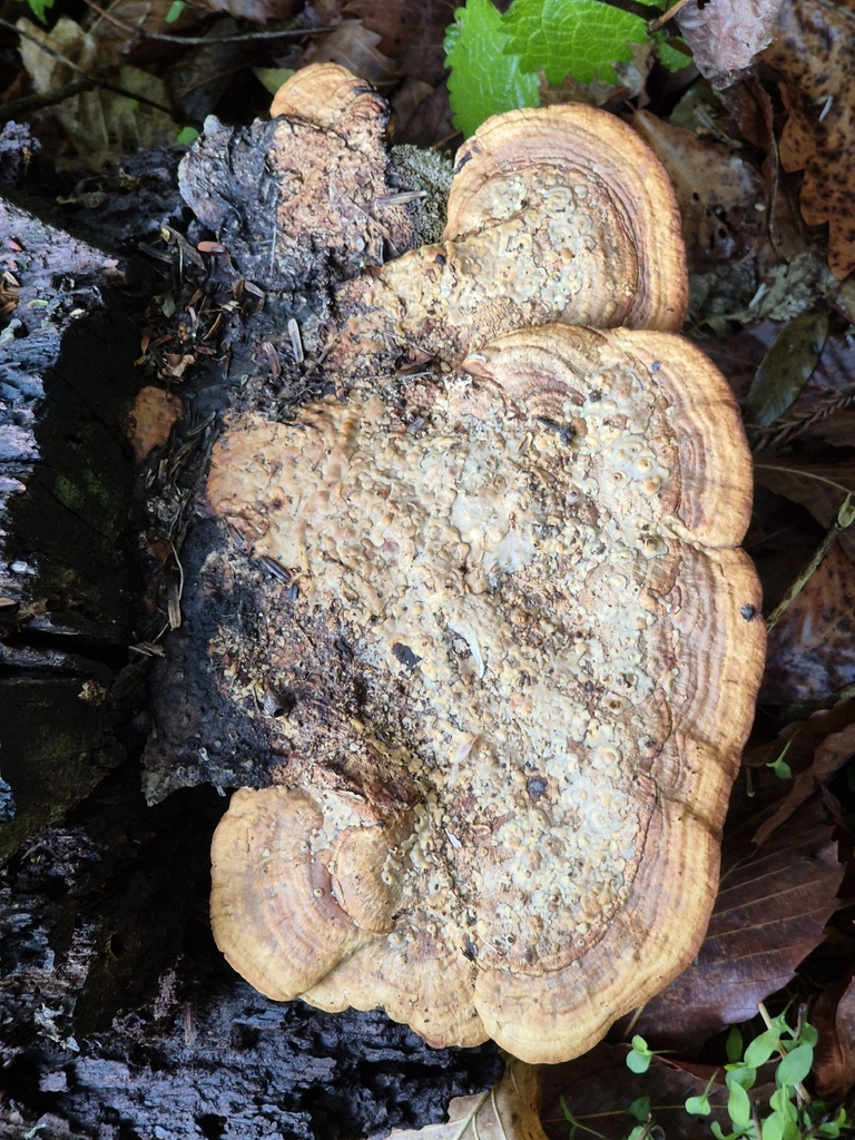 Fomitopsis dickinsii · April 2026 · photo: © rainerbreitling (iNaturalist, cc0)