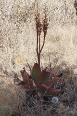 Aloe microstigma