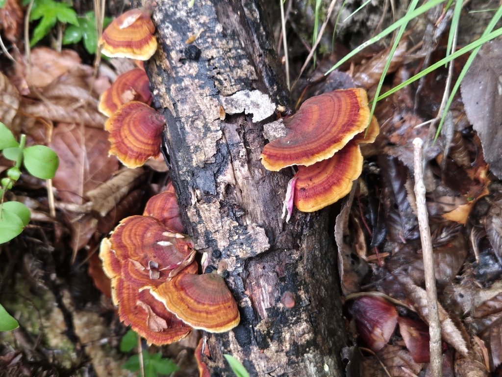 Stereum ostrea · April 2026 · photo: © rainerbreitling (iNaturalist, cc0)