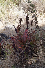 Aloe microstigma