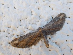 Eupithecia subapicata