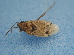 Nysius huttoni