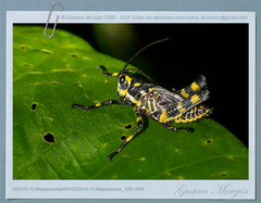 Chromacris psittacus