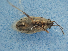 Nysius huttoni