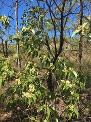 Acacia flavescens