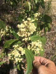 Acacia flavescens