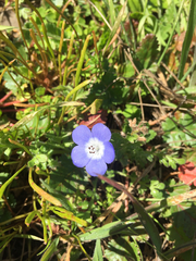 Nemophila menziesii menziesii