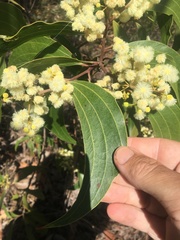 Acacia flavescens