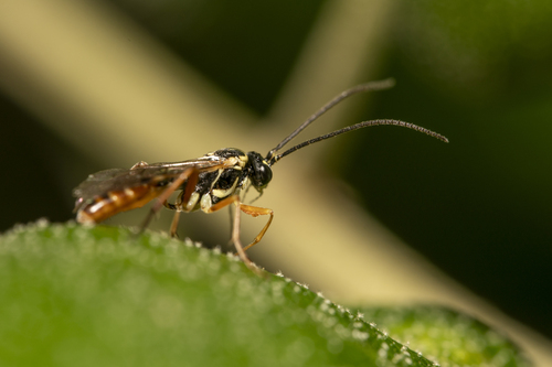 iNaturalist observation photo of Exenterini