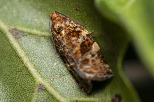 iNaturalist observation photo of Fruit-tree Leafroller Moth