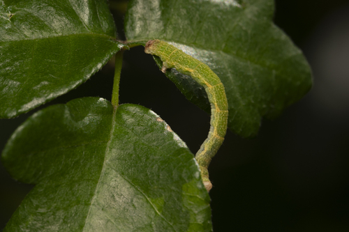 iNaturalist observation photo of Geometer Moths
