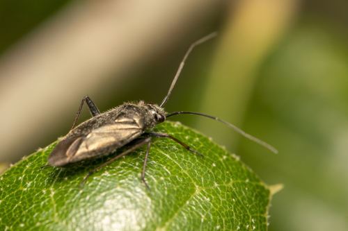 iNaturalist observation photo of Irbisia