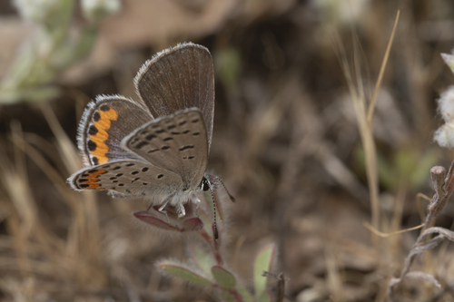 iNaturalist observation photo of Icaricia