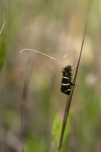 iNaturalist observation photo of Three-striped Longhorn