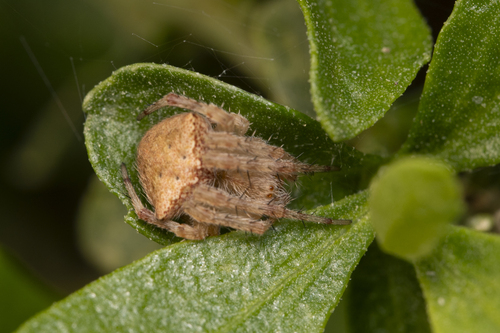 iNaturalist observation photo of Typical Orbweavers