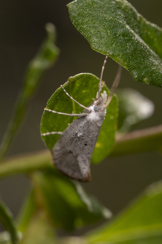 iNaturalist observation photo of Speckled Honeysuckle Moth