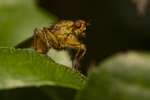iNaturalist observation photo of Golden Dung Fly