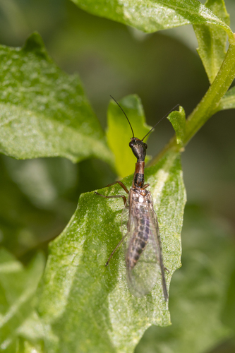 iNaturalist observation photo of Common Snakeflies