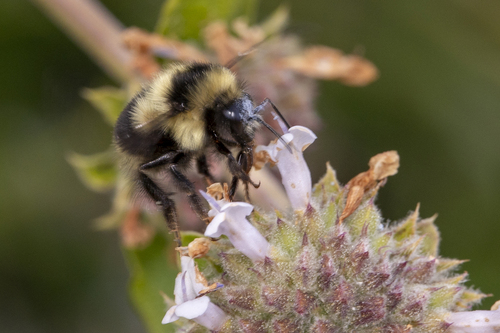 iNaturalist observation photo of Black-tailed Bumble Bee