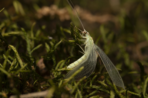 iNaturalist observation photo of Chrysopini