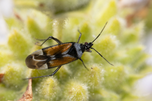 iNaturalist observation photo of True Bugs, Hoppers, Aphids, and allies