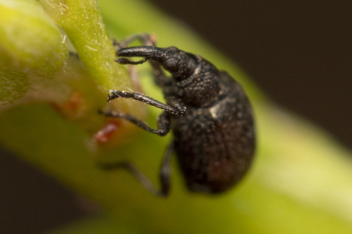 iNaturalist observation photo of Pear-shaped Weevils