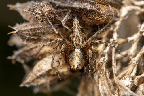 iNaturalist observation photo of Western Lynx Spider