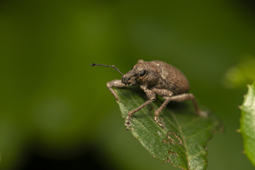 iNaturalist observation photo of Adaleres ovipennis