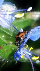 Neolema dorsalis orbignyi