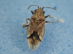 Nysius huttoni