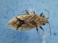 Nysius huttoni