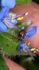 Neolema dorsalis orbignyi