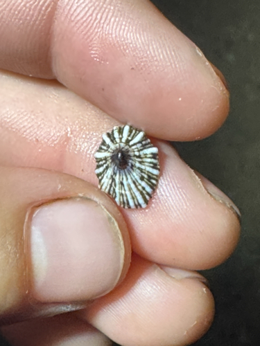 Siphonaria normalis observed 2026-04-26