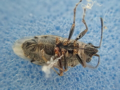 Nysius huttoni