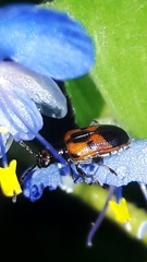 Neolema dorsalis orbignyi