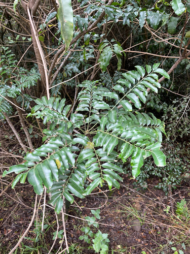 Owenia cepiodora, photograph 6
