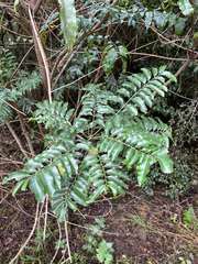Owenia cepiodora, photograph (c) Samuel Frankel, some rights reserved (CC BY)