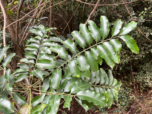 Owenia cepiodora, photograph 5