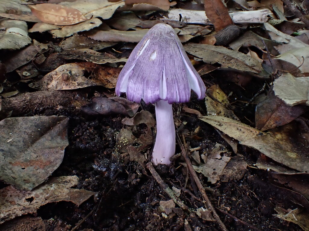 Porpolomopsis lewelliniae · March 2026 · photo: © oqt (iNaturalist, cc-by)