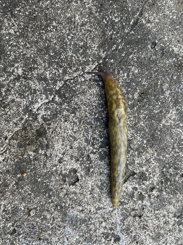 Limacus maculatus