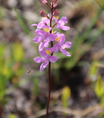 Calopogon multiflorus