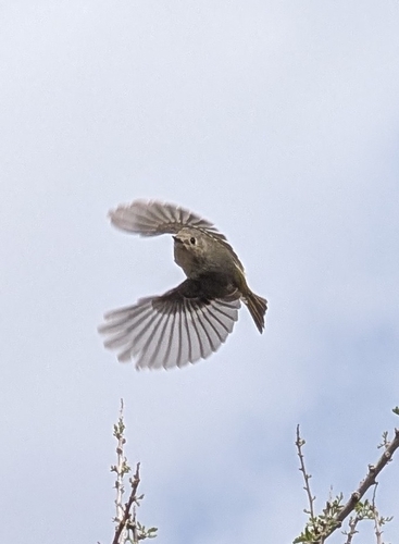 Western Ruby-crowned Kinglet photographed in Nevada