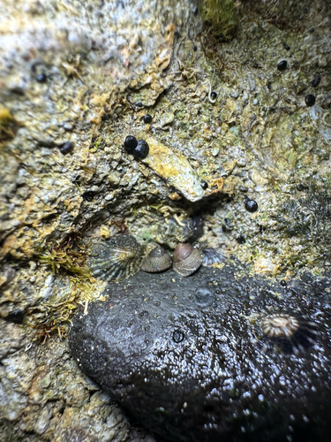 Peasiella tantilla observed 2026-04-26